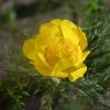 adonis sibirica